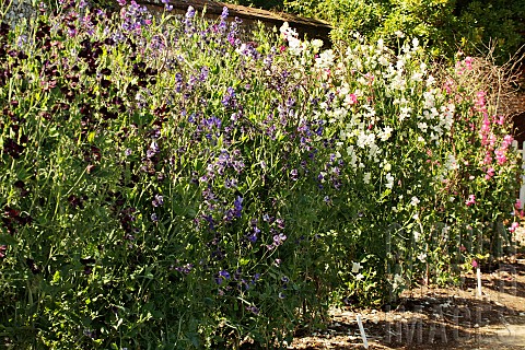 LATHYRUS_ODORATUS