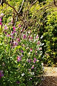 LATHYRUS ODORATUS