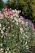 LATHYRUS ORORATUS
