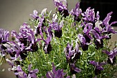 LAVANDULA  STOECHAS  BUTTERFLY GARDEN SERIES   TWIN SUMMER