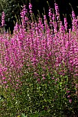 LYTHRUM SALICARIA LADY SACKVILLE