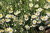 MATRICARIA RECUTITA