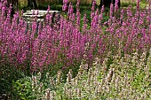 NEPETA GRANDIFLORA DAWN TO DUSK, LYTHRUM SALICARIA LADY SACKVILLE