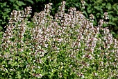 NEPETA GRANDIFLORA DUSK TILL DAWN