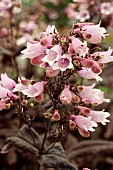 PENSTEMON DAKOTA BURGANDY (TNPENDB)