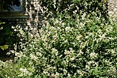 PERSICARIA POLYMORPHA