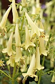 PHYGELIUS COLORBURST YELLOW (TNPHYEY)
