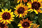 RUDBECKIA DENVER DAISY
