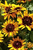 RUDBECKIA DENVER DAISY