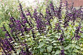SALVIA AMISTAD