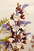 SALVIA CHAMELAEGNEA