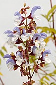 SALVIA CHAMELAEGNEA