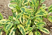 SALVIA OFFICINALIS ICTARINA