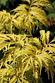 SAMBUCUS RACEMOSA SUTHERLAND GOLD