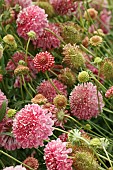 SCABIOSA ATROPURPUREA BEAULOAIS BONNETS