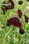 SCABIOSA ATROPURPUREA BLACK KNIGHT