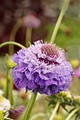 SCABIOSA ATROPURPUREA BLUE COCKADE