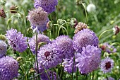 SCABIOSA ATROPURPUREA BLUE COCKADE