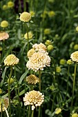 SCABIOSA ATROPURPUREA FATA MORGANA