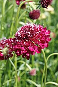 SCABIOSA ATROPURPUREA MERLOT RED