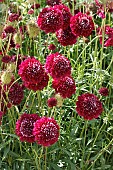 SCABIOSA ATROPURPUREA MERLOT RED