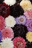 SCABIOSA ATROPURPUREA MIXED