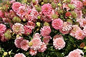 SCABIOSA ATROPURPUREA SALMON QUEEN