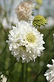 SCABIOSA ATROPURPUREA SNOWMAIDEN