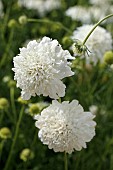 SCABIOSA ATROPURPUREA SNOW MAIDEN