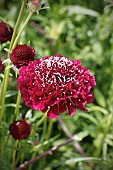 SCABIOSA ATROPURPUREA MERLOT RED