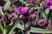 TRADESCANTIA JS BRAINSTORM