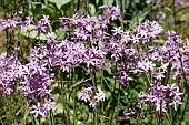 TULBAGHIA VIOLACEA