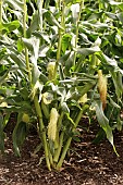ZEA MAYS GOLDCREST