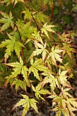 ACER PALMATUM CHIYO-HIME