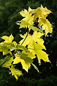 ACER PLATANOIDES PRINCETOWN GOLD (PRIGO)