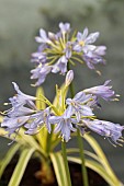 AGAPANTHUS THUNDER STORM (DUNAGA02)