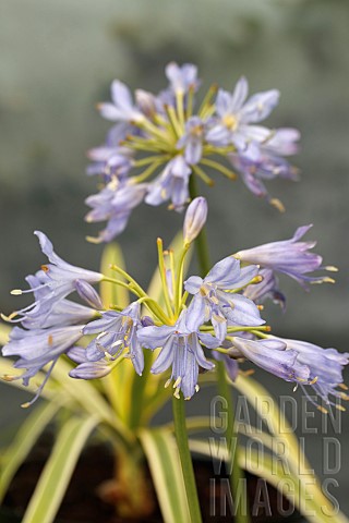AGAPANTHUS_THUNDER_STORM_DUNAGA02