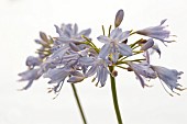 AGAPANTHUS THUNDER STORM (DUNAGA02)