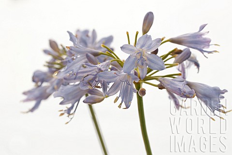 AGAPANTHUS_THUNDER_STORM_DUNAGA02