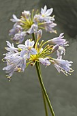 AGAPANTHUS THUNDER STORM (DUNAGA02)