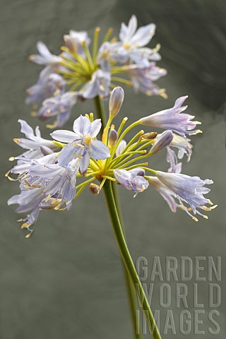 AGAPANTHUS_THUNDER_STORM_DUNAGA02