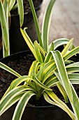 AGAPANTHUS THUNDER STORM (DUNAGA02)