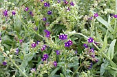 ALKANNA TINCTORIA