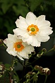 ANEMONE SNOW ANGEL (HANSA)
