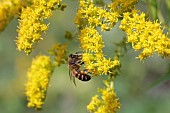 APIS MELLIFERA