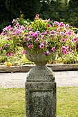 BEDDING PLANT DISPLAY