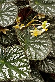 BEGONIA REX  PEARL RIPPLE