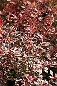 BERBERIS THUNBERGII ATROPURPUREA HARLEQUIN