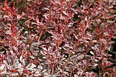BERBERIS THUNBERGII ATROPURPUREA HARLEQUIN