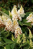 BUDDLEJA DAVIDII BUTTERFLY CANDY LITTLE WHITE (BOTEX003)